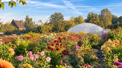 Champ de dahlias en fleurs devant une serre, chez Au gré des pétales